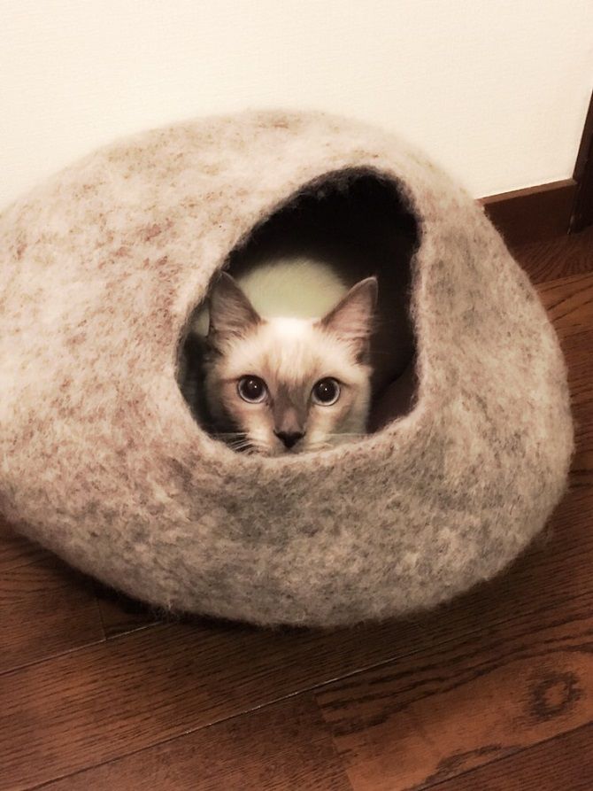 高橋里奈の愛猫ベルのベット