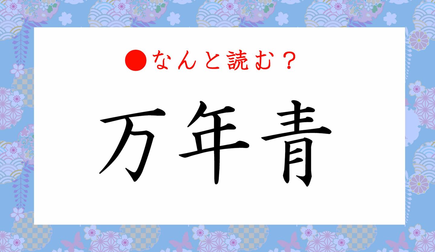 日本語クイズ　出題画像　難読漢字　「万年青」なんと読む？