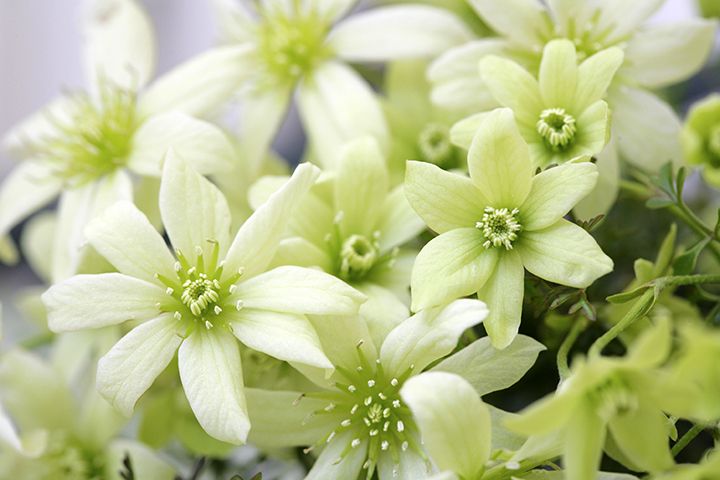 5月3日の誕生花・誕生石