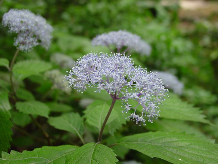繊細で美しい花が咲くコアジサイ。見頃は6月中旬~下旬