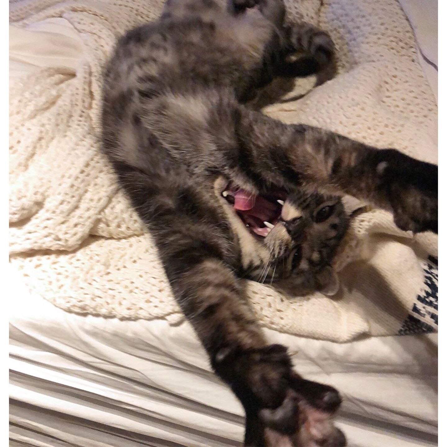 ペット_4,猫_4