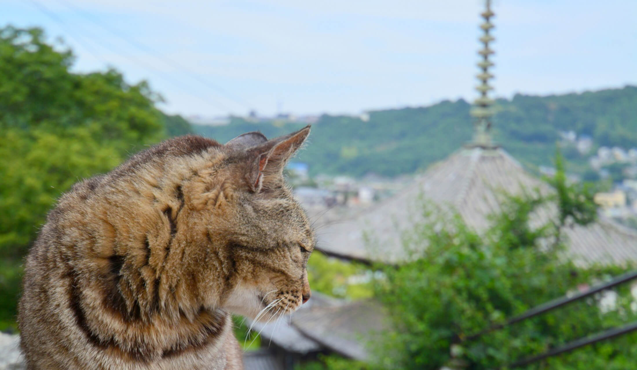 猫 の 坂道 尾道