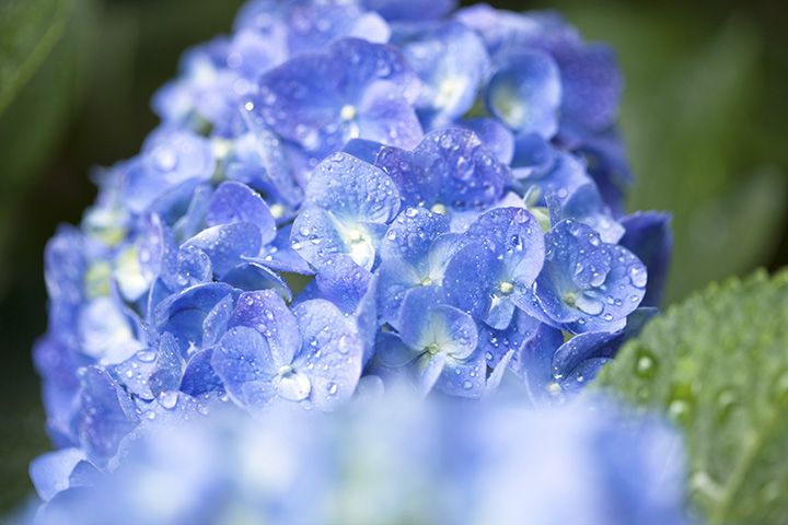2020年の梅雨時期はいつからいつまで?