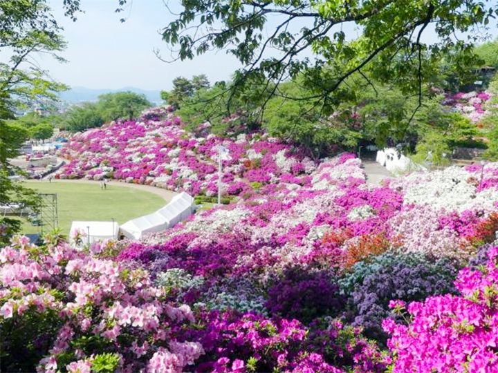 「西山公園」のツツジ