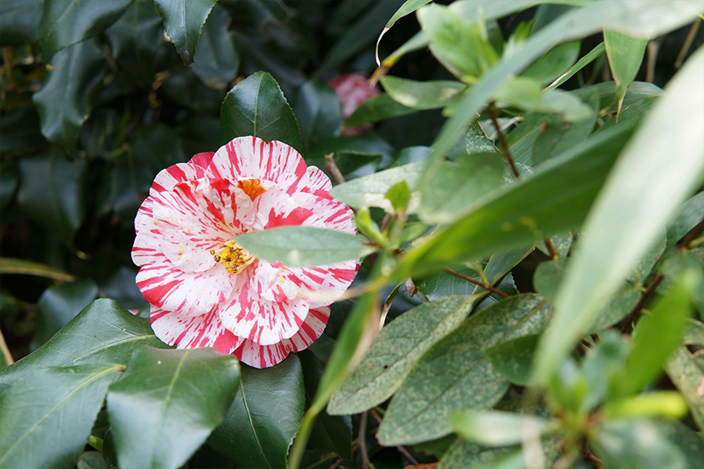 宝庵のお花