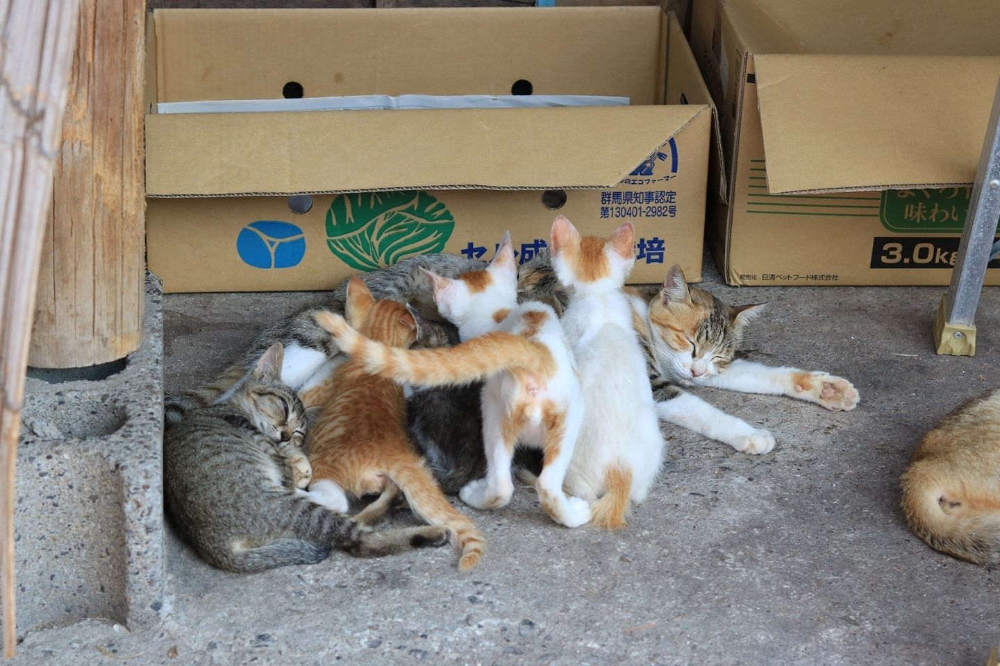 親猫の近くに集まる子猫