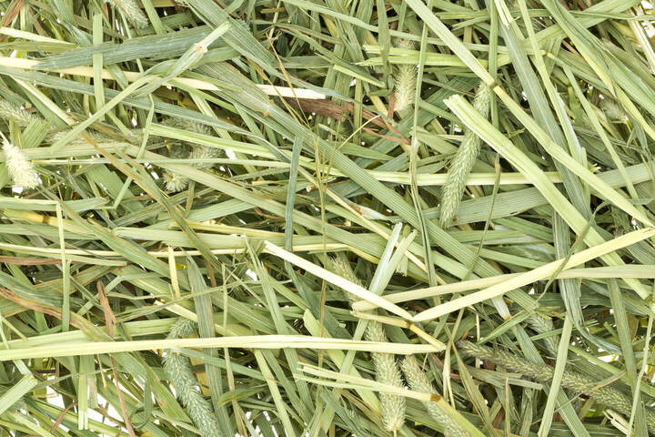 食費をはじめとした、毎月の飼育費も忘れずに