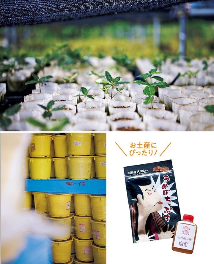 和歌山県「梅ボーイズ」の取材写真