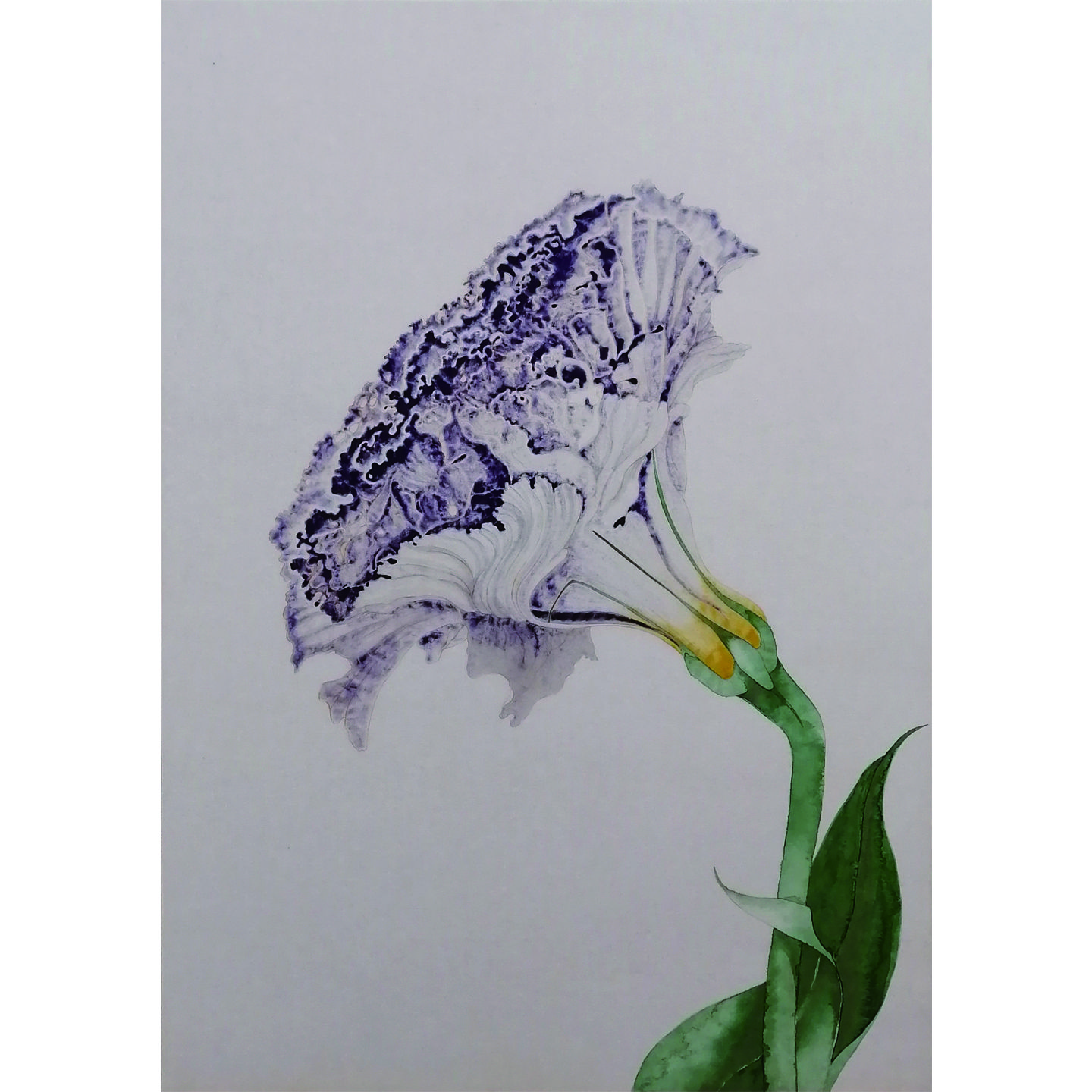 Moonshade Carnation/pigment and ink on washi/85cmx60cm