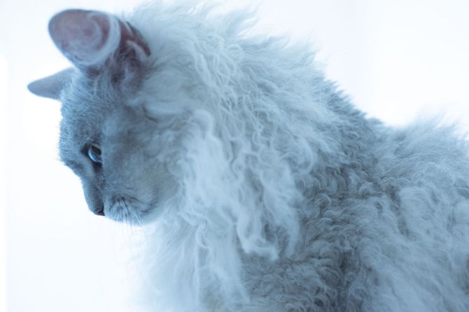 幻の猫 ラパーマ の写真集が発売 Precious Jp プレシャス