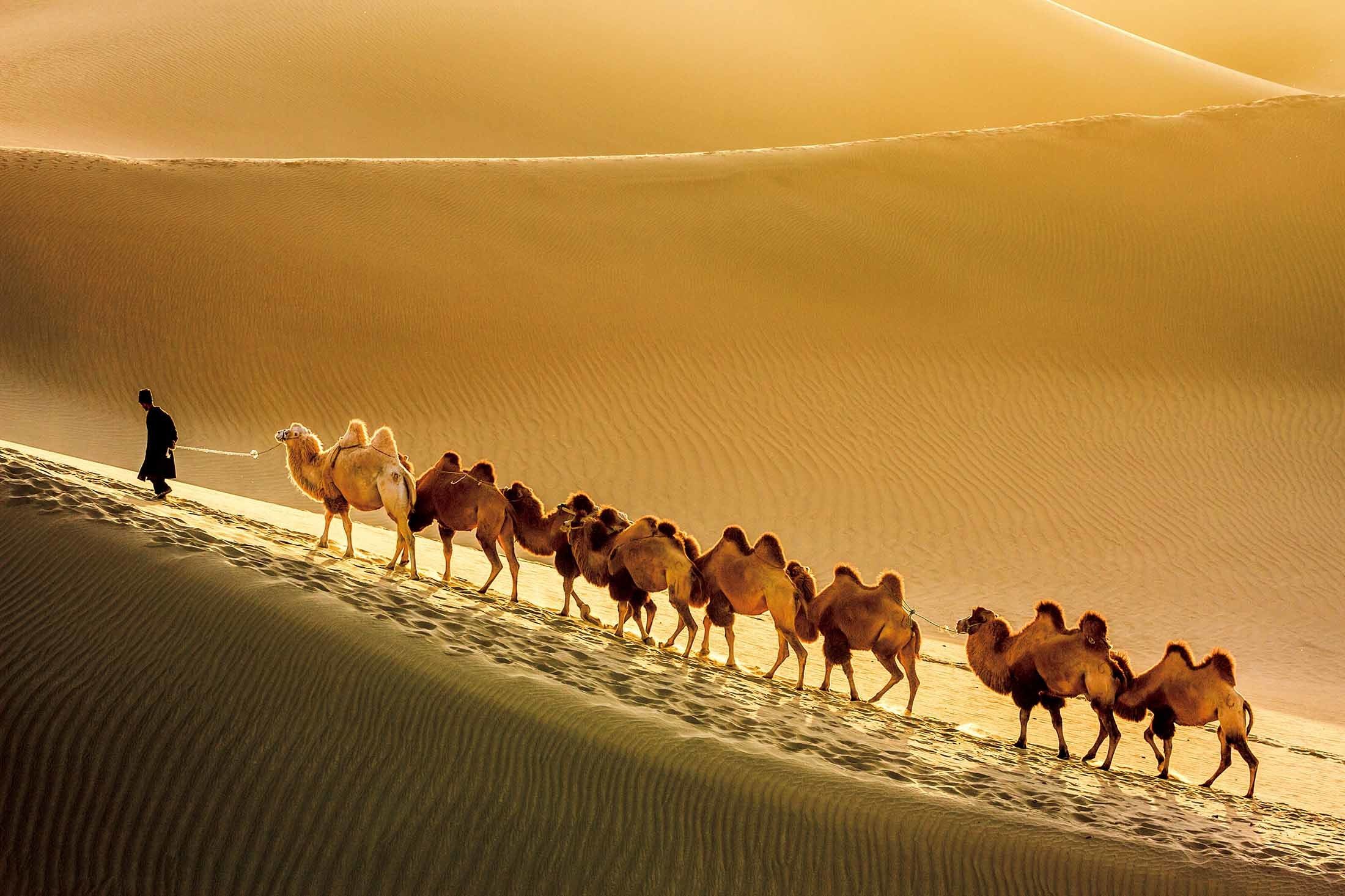 サハラ砂漠を横断するラクダ
