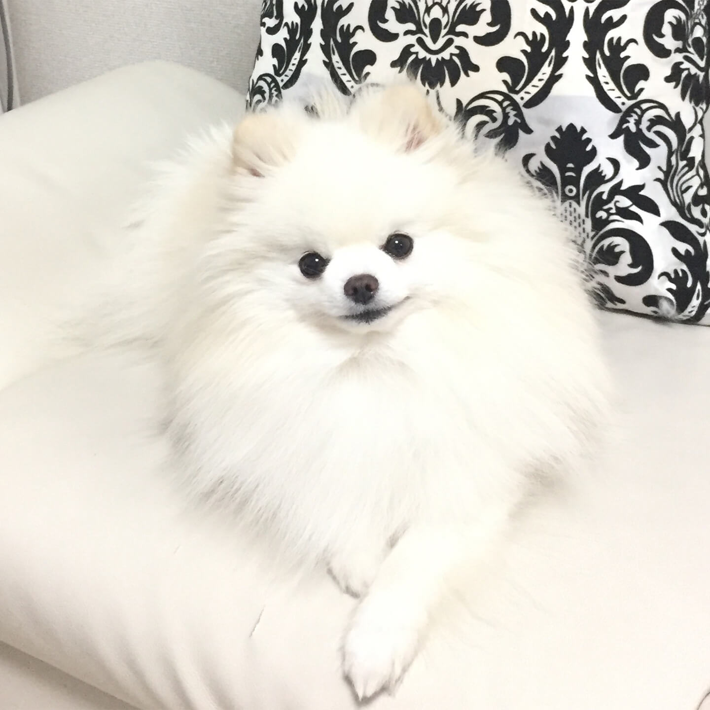 ポメラニアン
