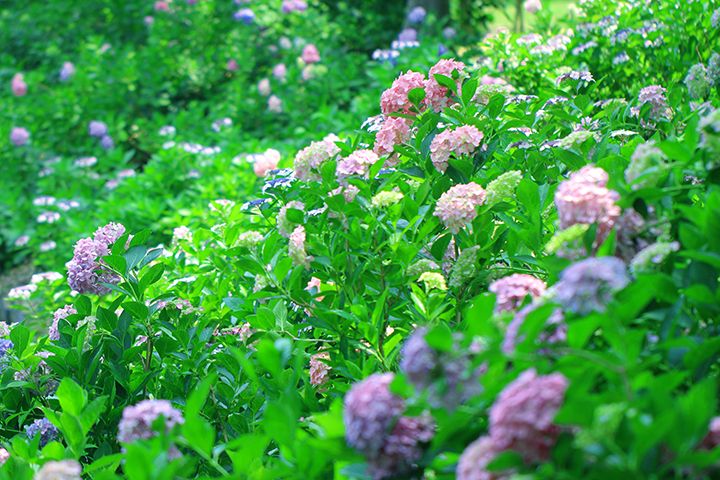 雨に濡れると輝きを増すアジサイ