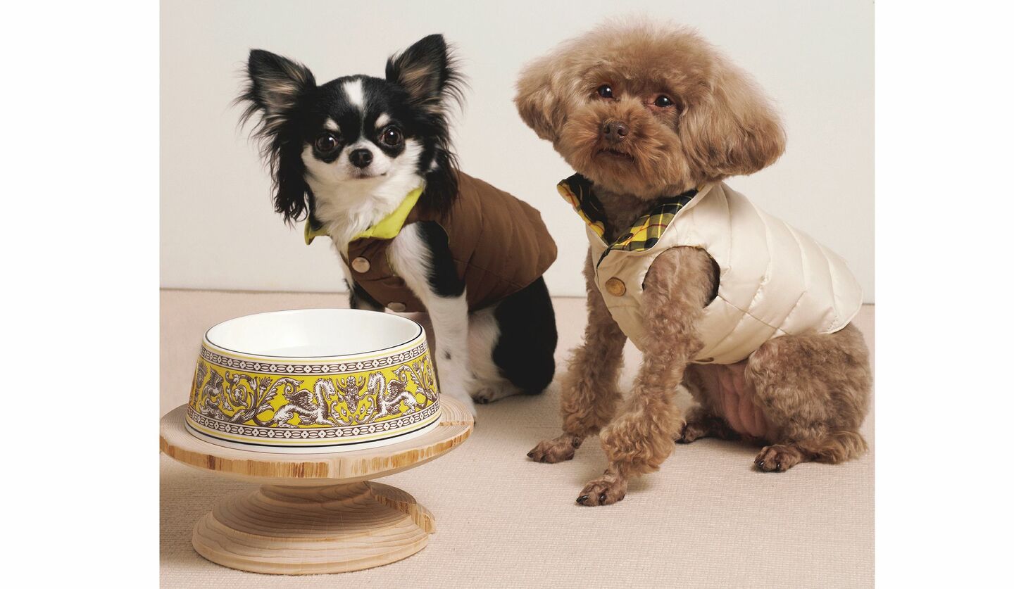 大政 絢さんの愛犬トイプードルの“なちゅちゃん”＆チワワの“ピノちゃん”とウエッジウッドの器