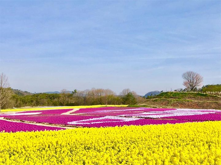 ピンクとブルーの花の丘にイエローが加わった