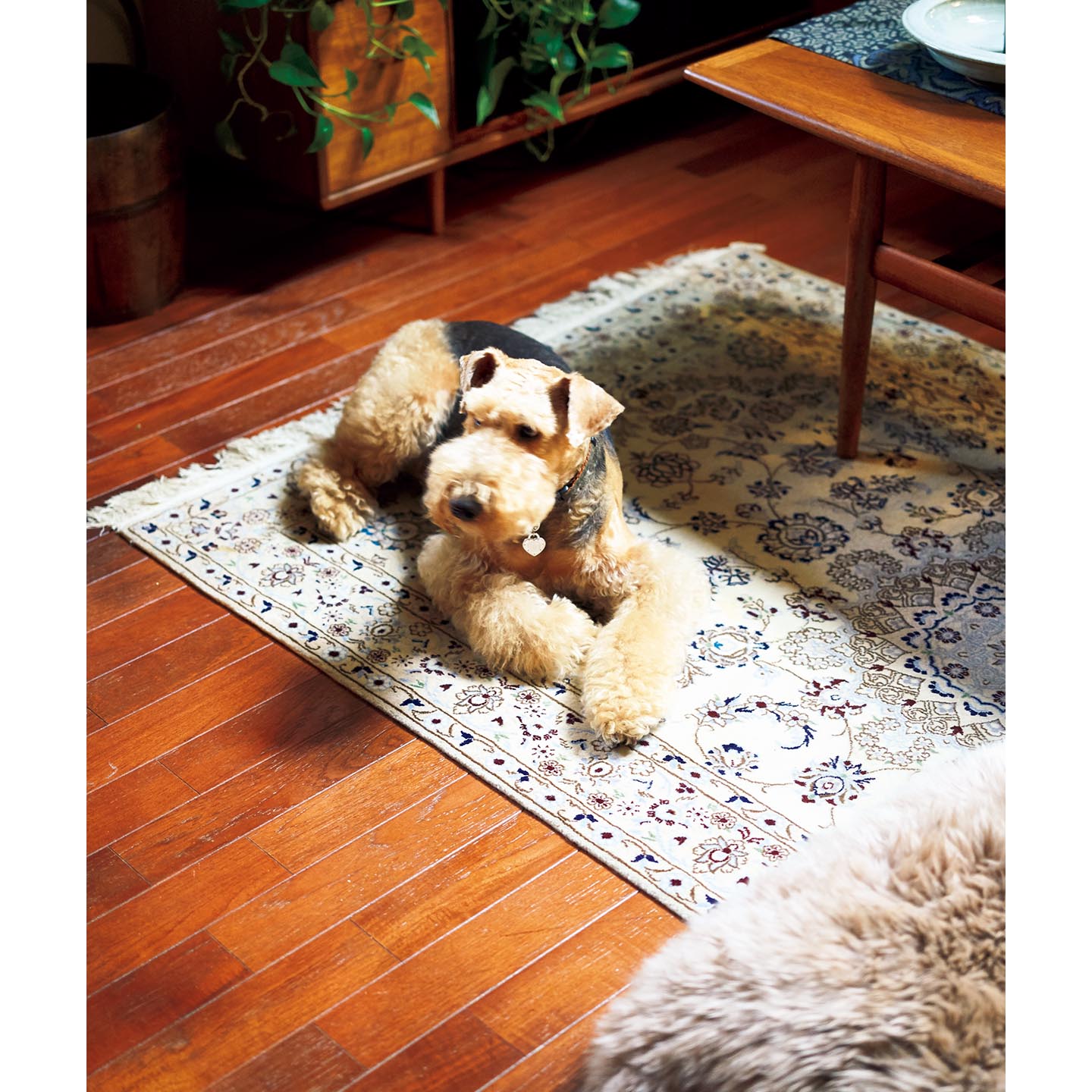 IE Precious_1,犬_1