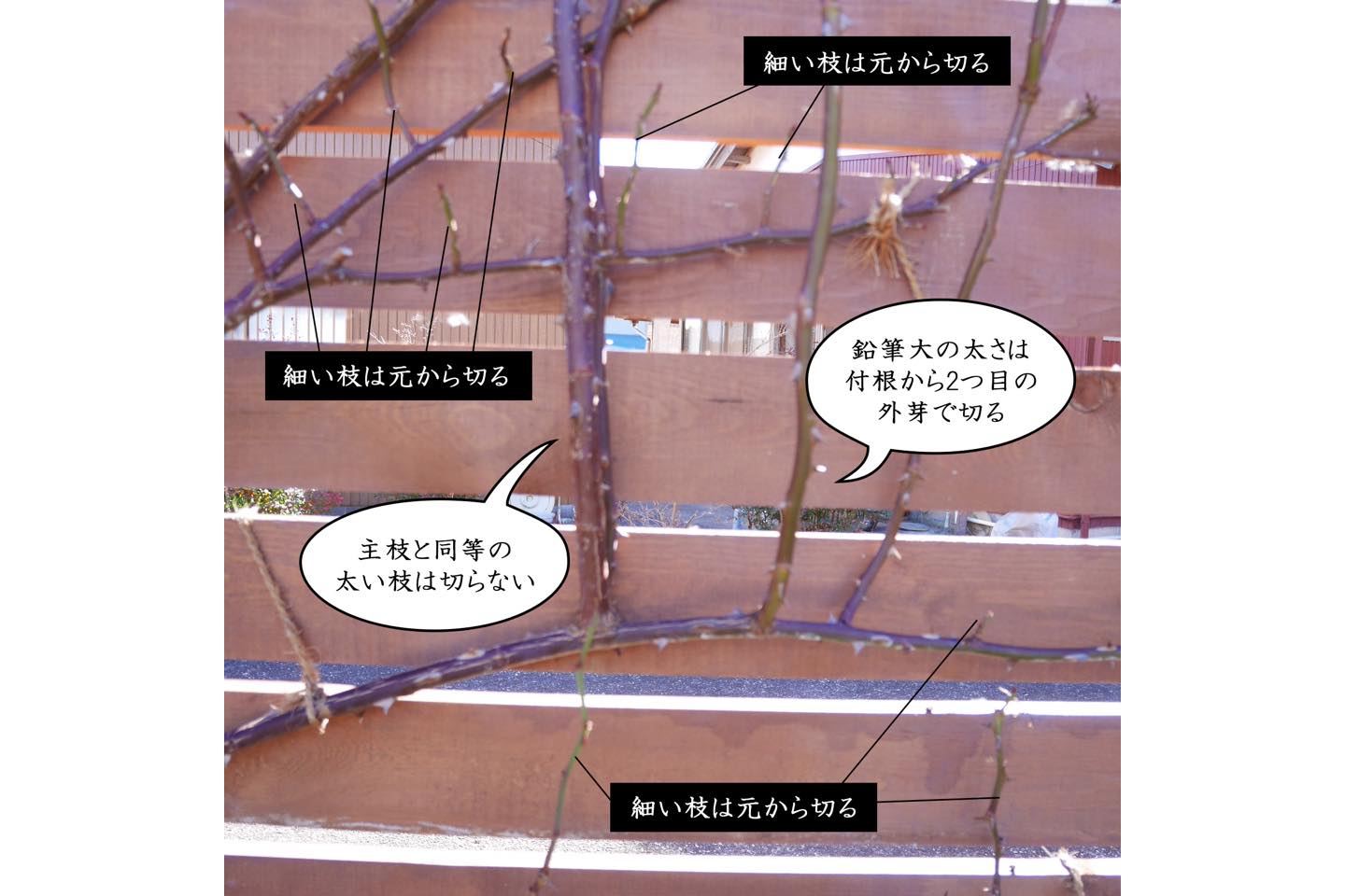 主枝の付け根から、2~3芽にある、外芽の上で剪定します。