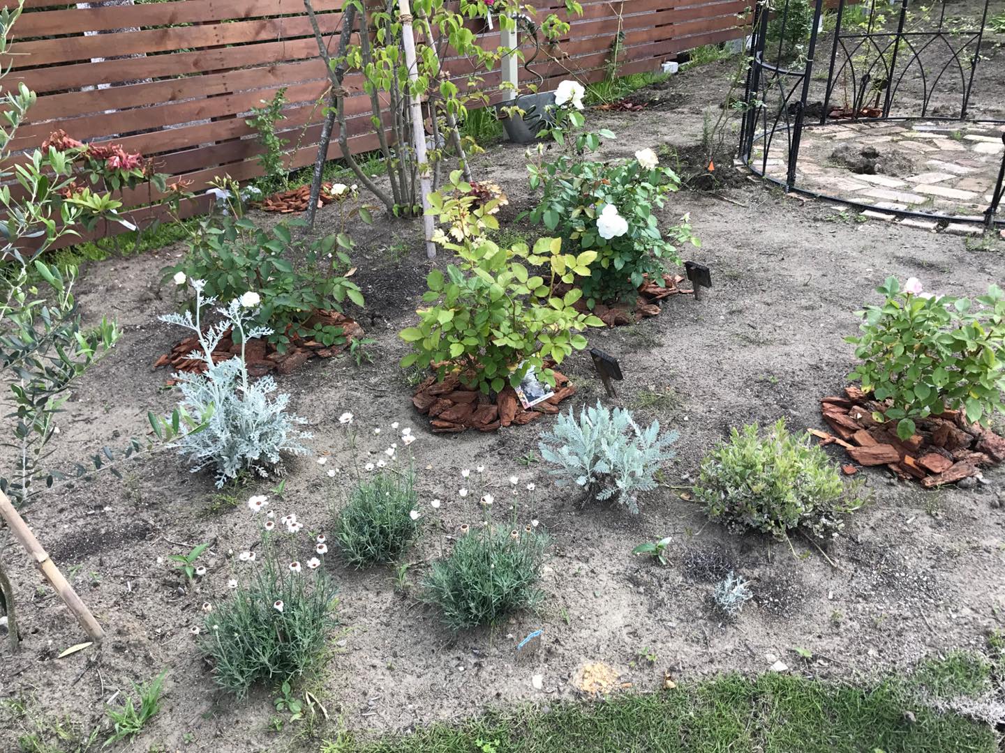 バラの周りに植え込む草花は3株を1グループに