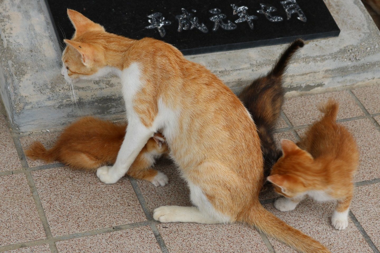 こわがる子猫