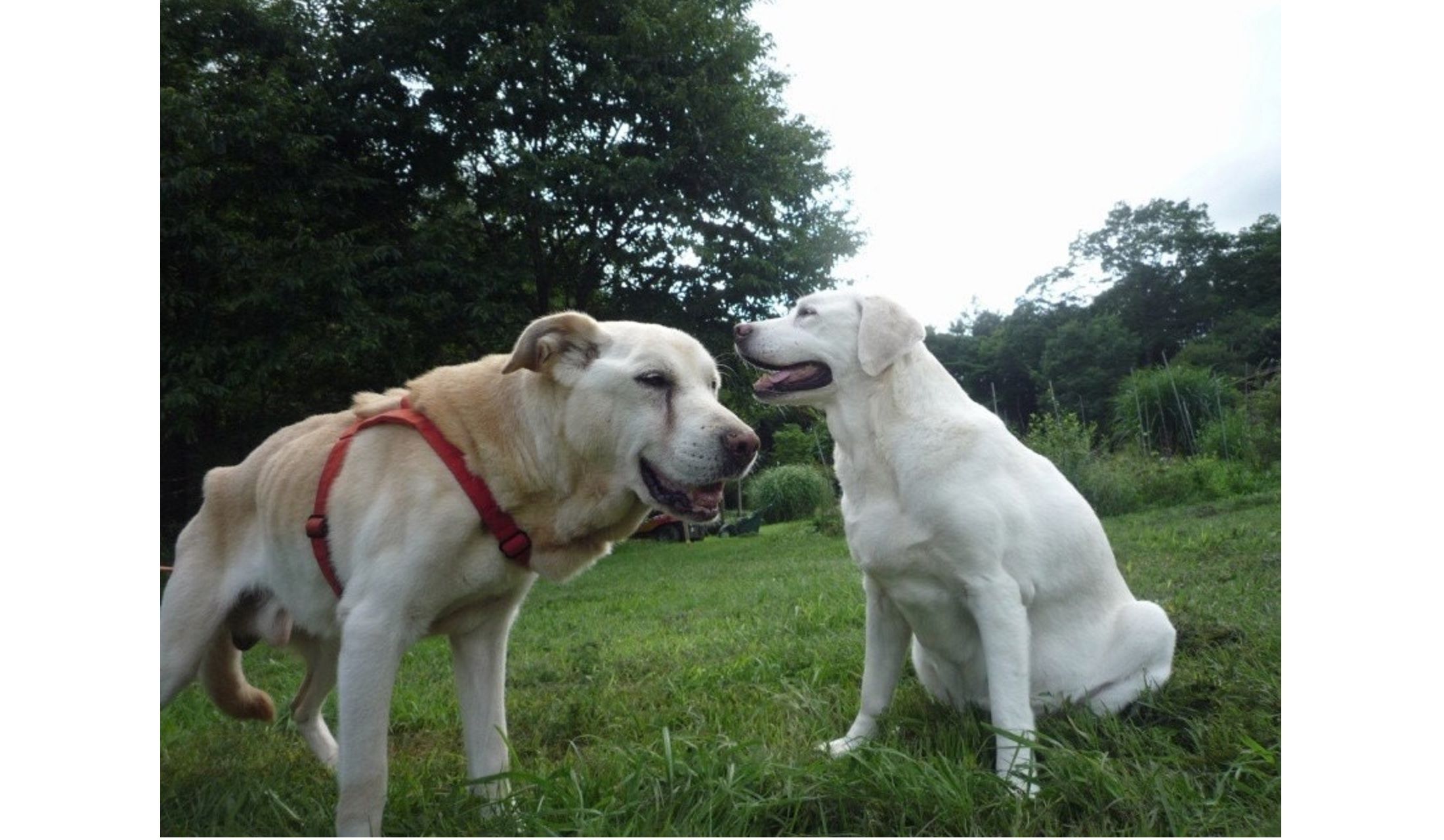 先住犬と触れ合うツトム君