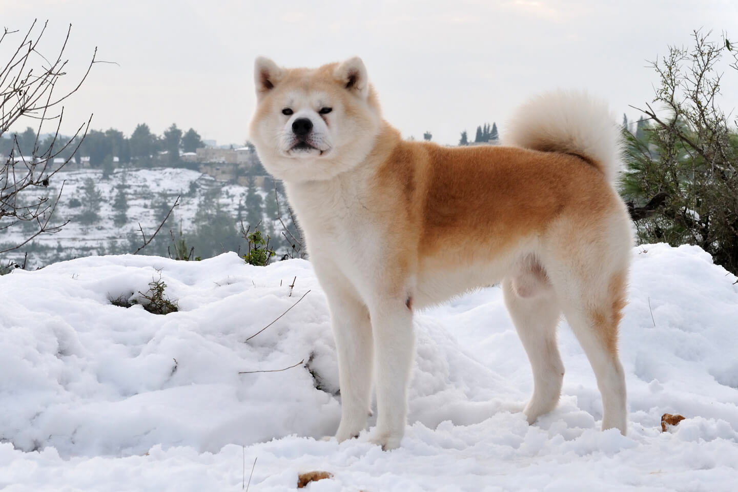 画像一覧 海外でも大人気の 秋田犬 その魅力と愛される理由とは Precious Jp プレシャス