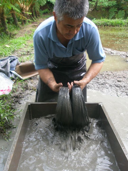 職人による泥染めの様子