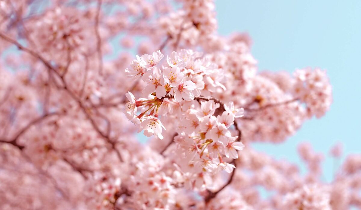 お花見 img_15288cc766e0b858977b62f2b6