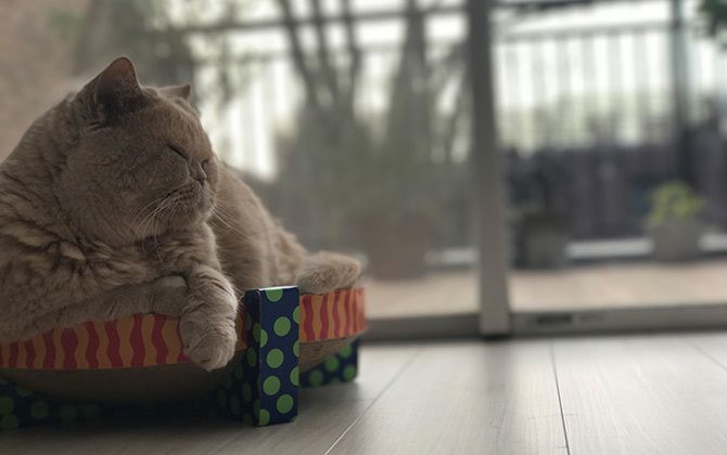 ファッションディレクター濱中鮎子さんが愛猫チャイはPetstagesのベッドを愛用