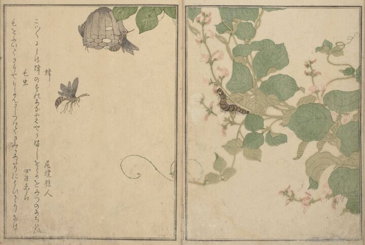 喜多川歌麿作『画本虫撰』 国文学研究資料館所蔵 出典:国書データベース 「蜂」を詠んだ尻焼猿人(しりやけのさるんど)は琳派の絵師・酒井抱一(さかいほういつ)のこと、「毛虫」の四方赤良は大田南畝。