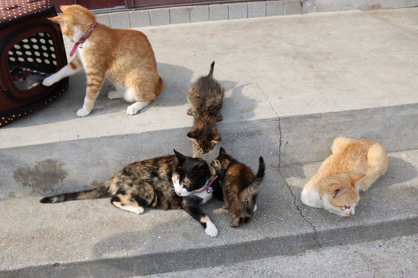 元気いっぱいな子猫