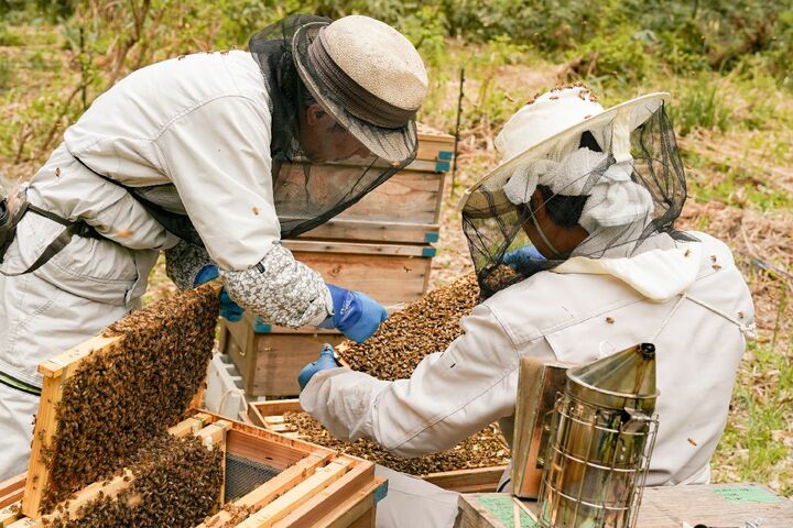 養蜂作業