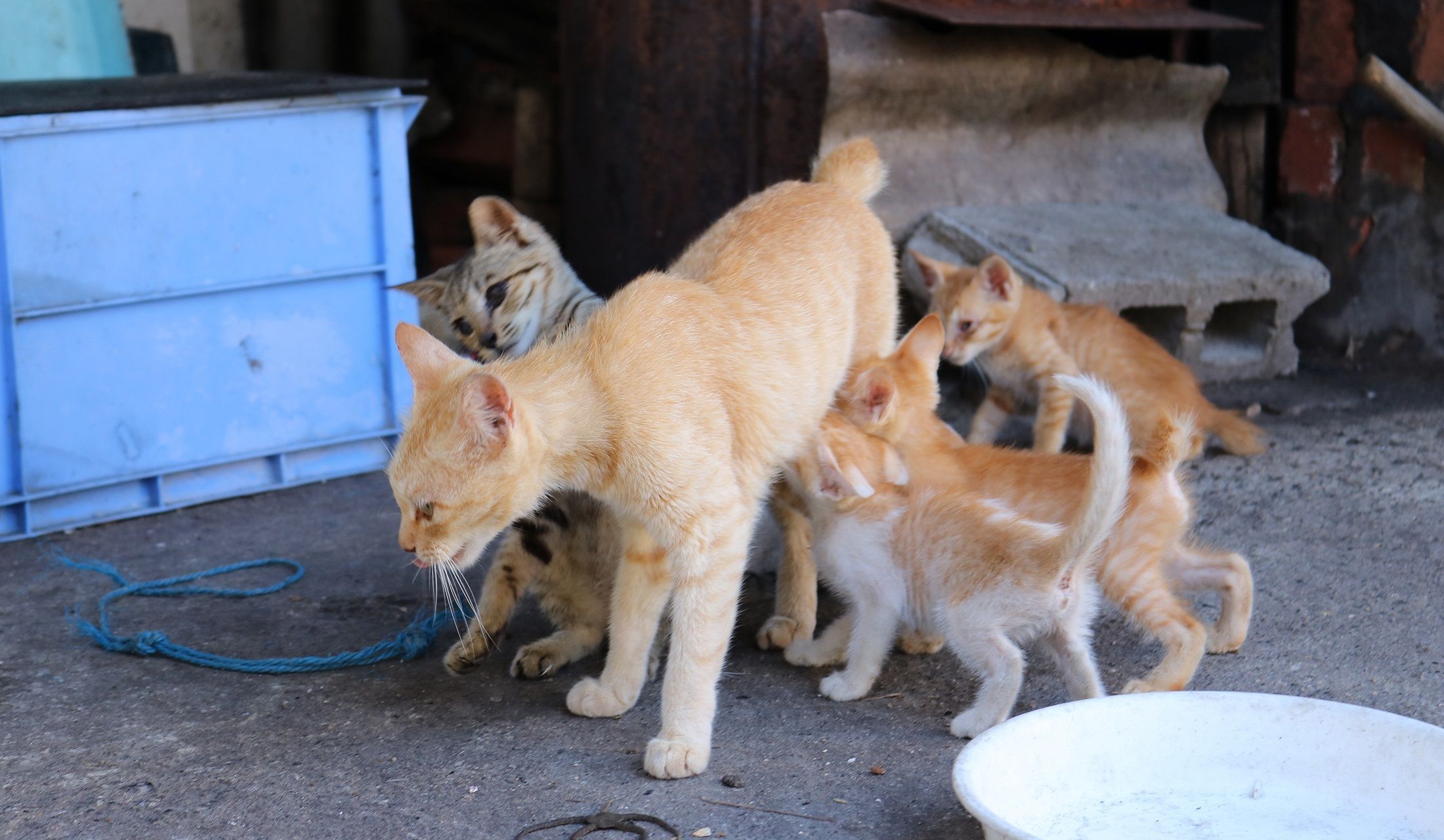 お乳を欲しがる子猫たち