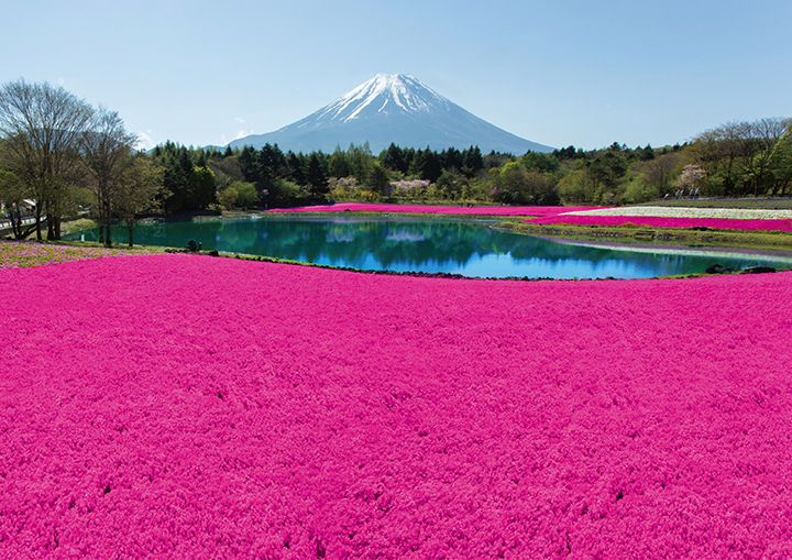 富士芝桜まつりの芝桜(山梨県富士河口湖町)