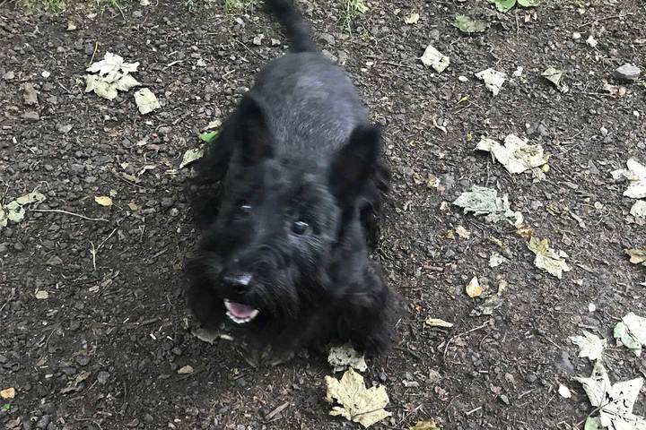 イギリス_17,犬_2