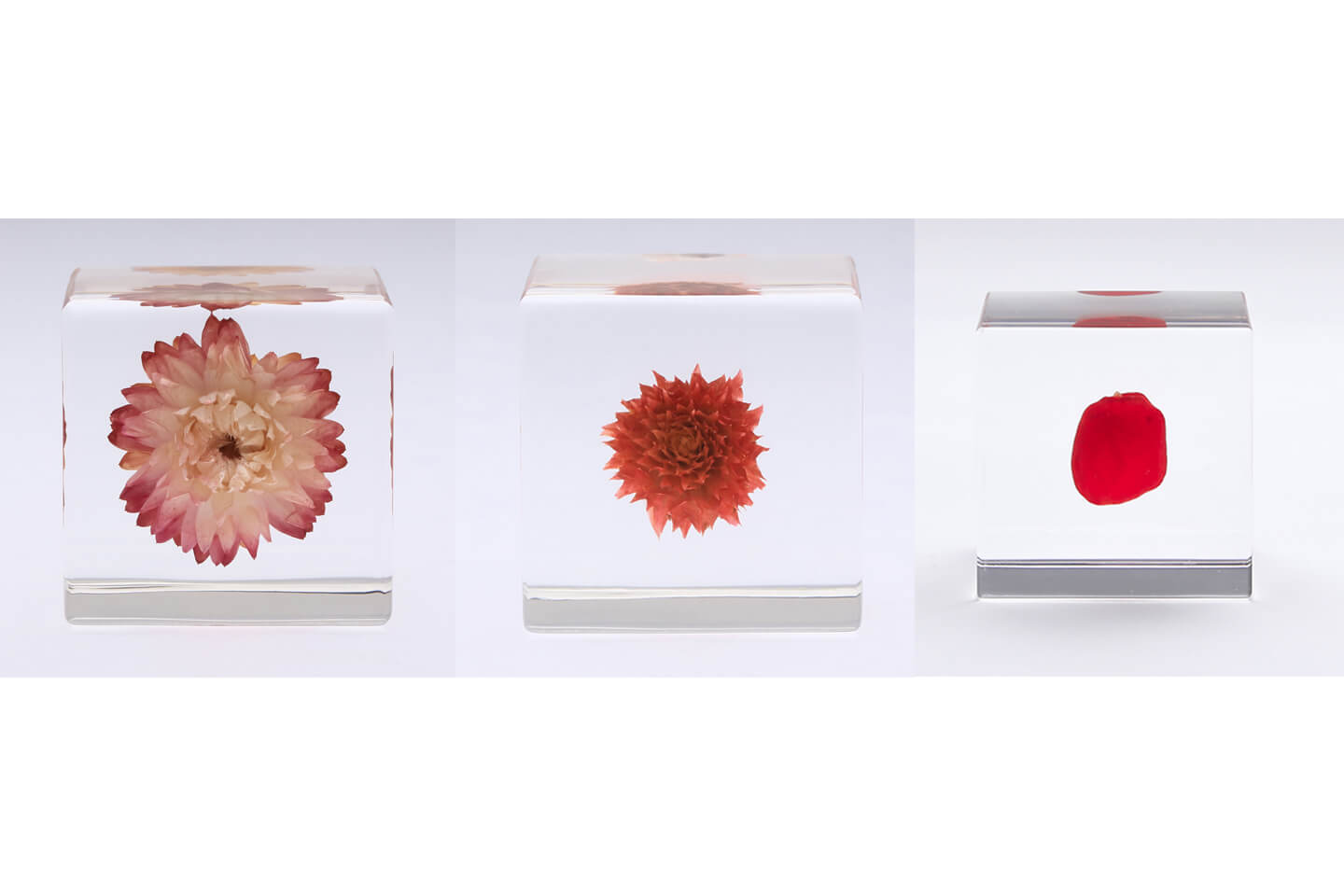 カイガラソウ(左¥3,580)・センニチコウ(中¥3,580)・ワイルーロ(右¥3,580)