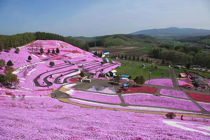 ひがしもこと芝桜公園(北海道大空町)