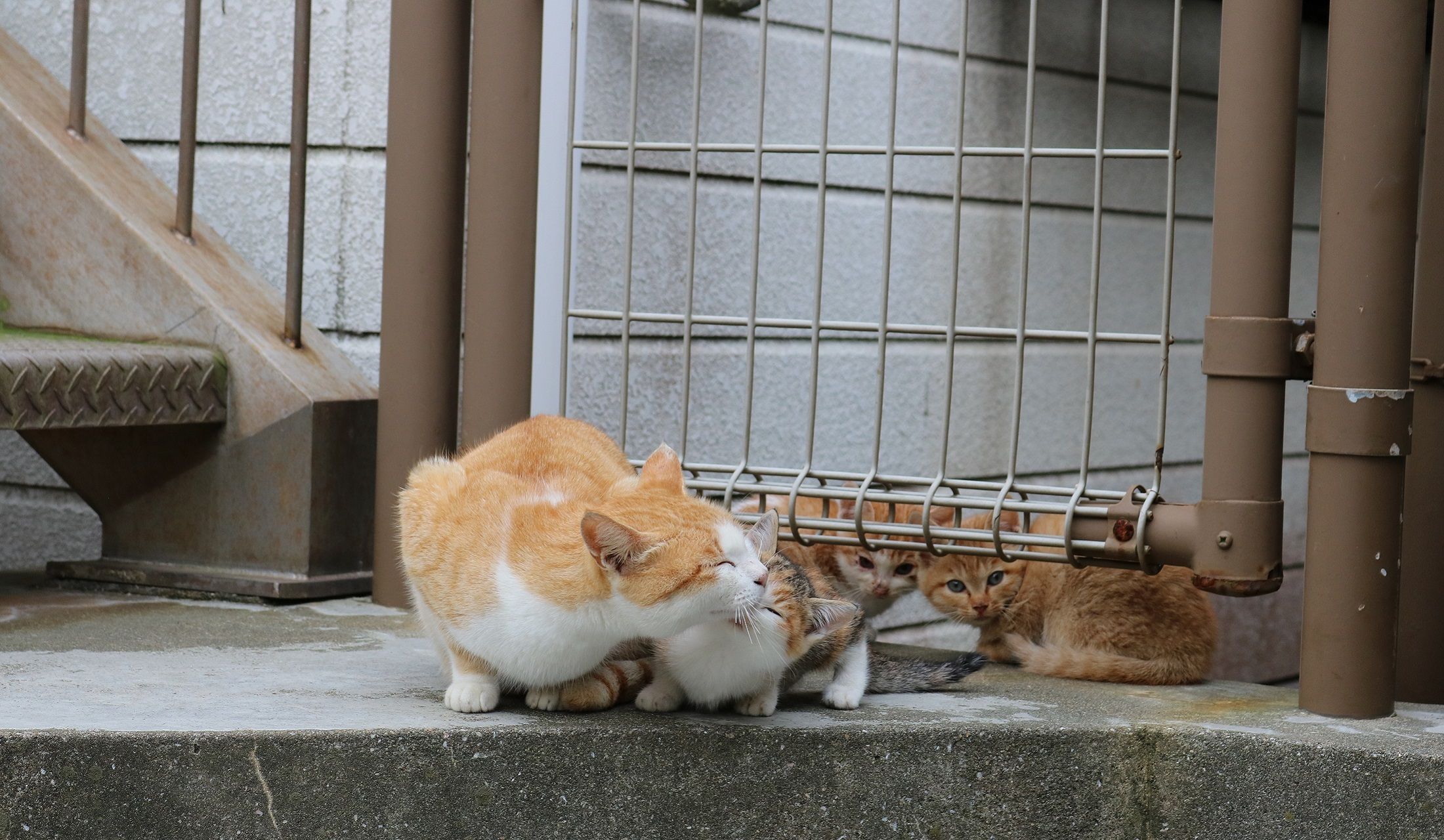 子猫に頬ずりする親猫