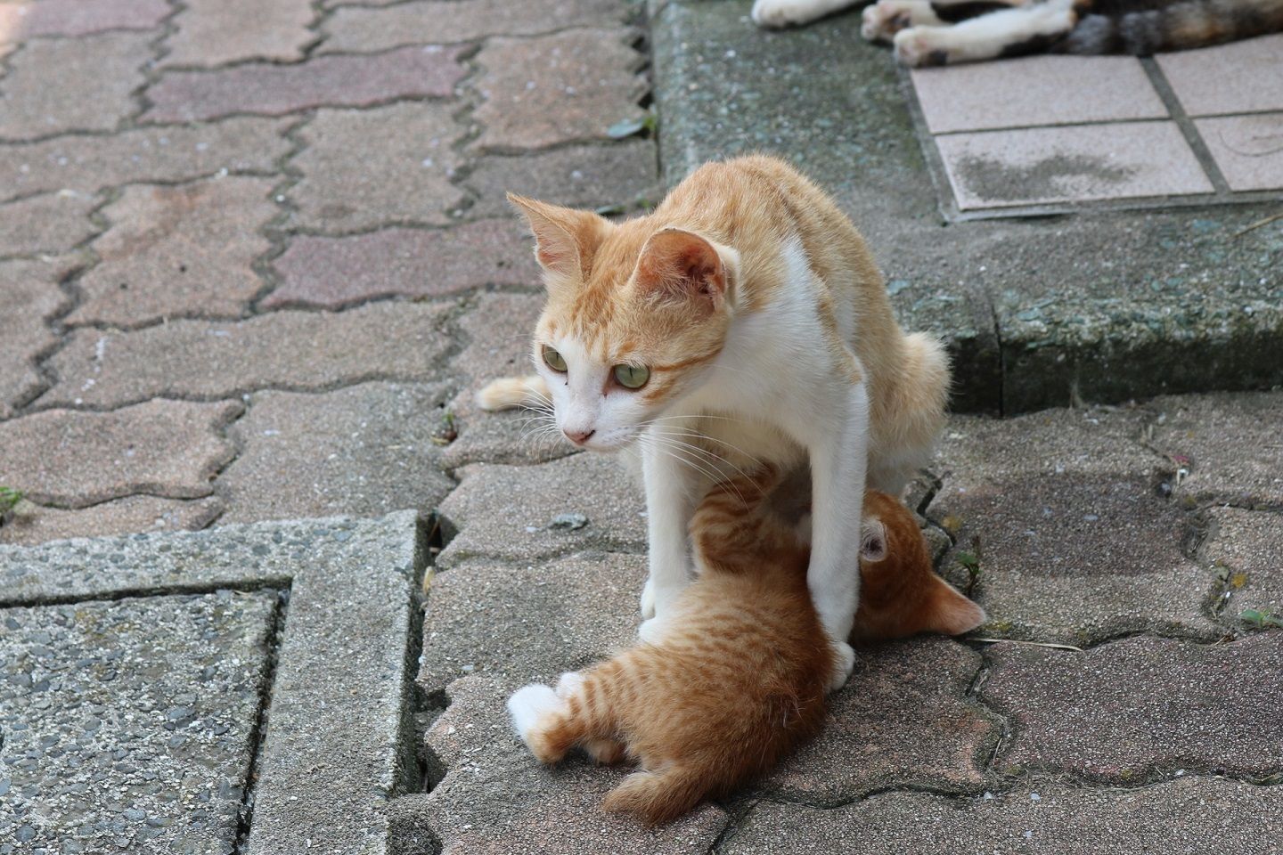 思う存分甘える子猫