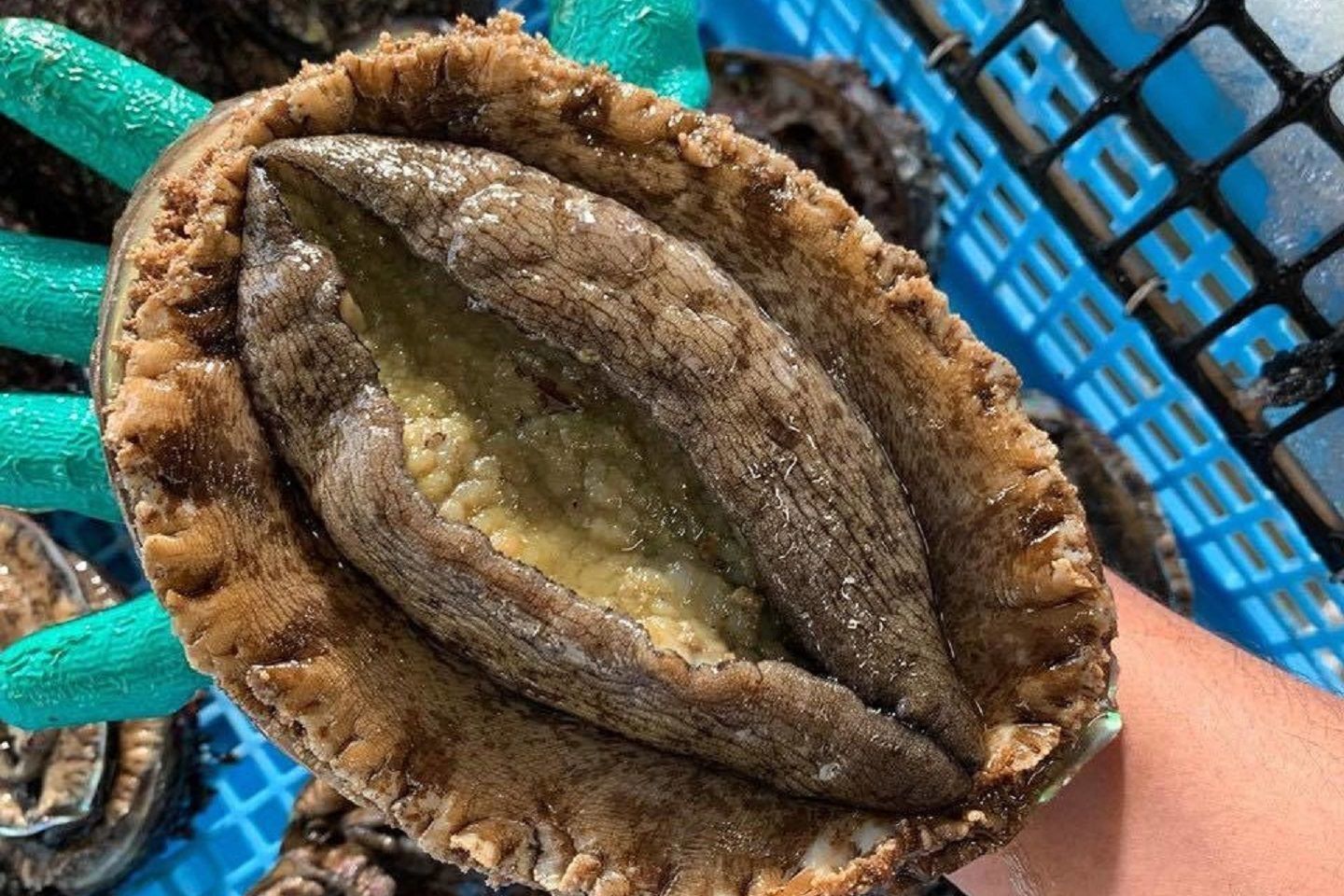 「三陸の豊かな海で育ったアワビ(1kg)」¥18,000 ※こちらの商品は取れ次第の発送になります。