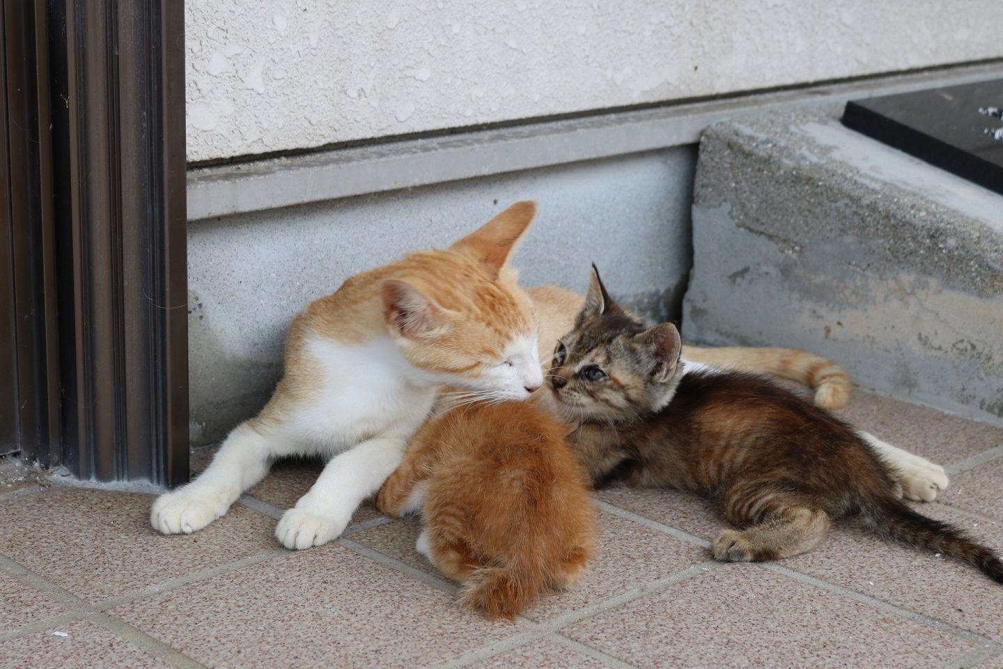 親猫の下に戻るとすぐに甘える子猫