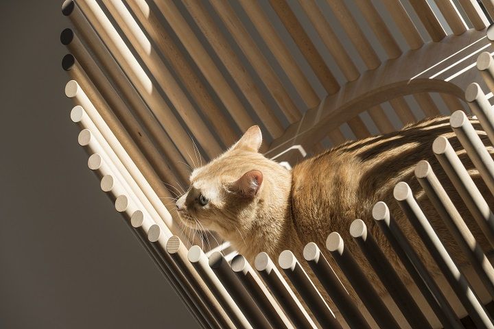 まるでアート作品の中に、愛猫が溶け込んだかのよう。