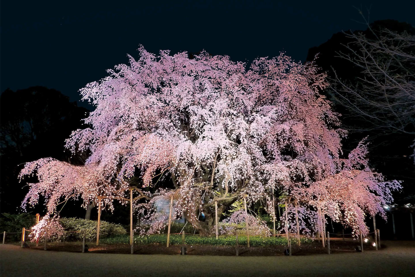 ライトアップされた、六義園のシンボルともいえるしだれ桜 / 公益財団法人東京都公園協会