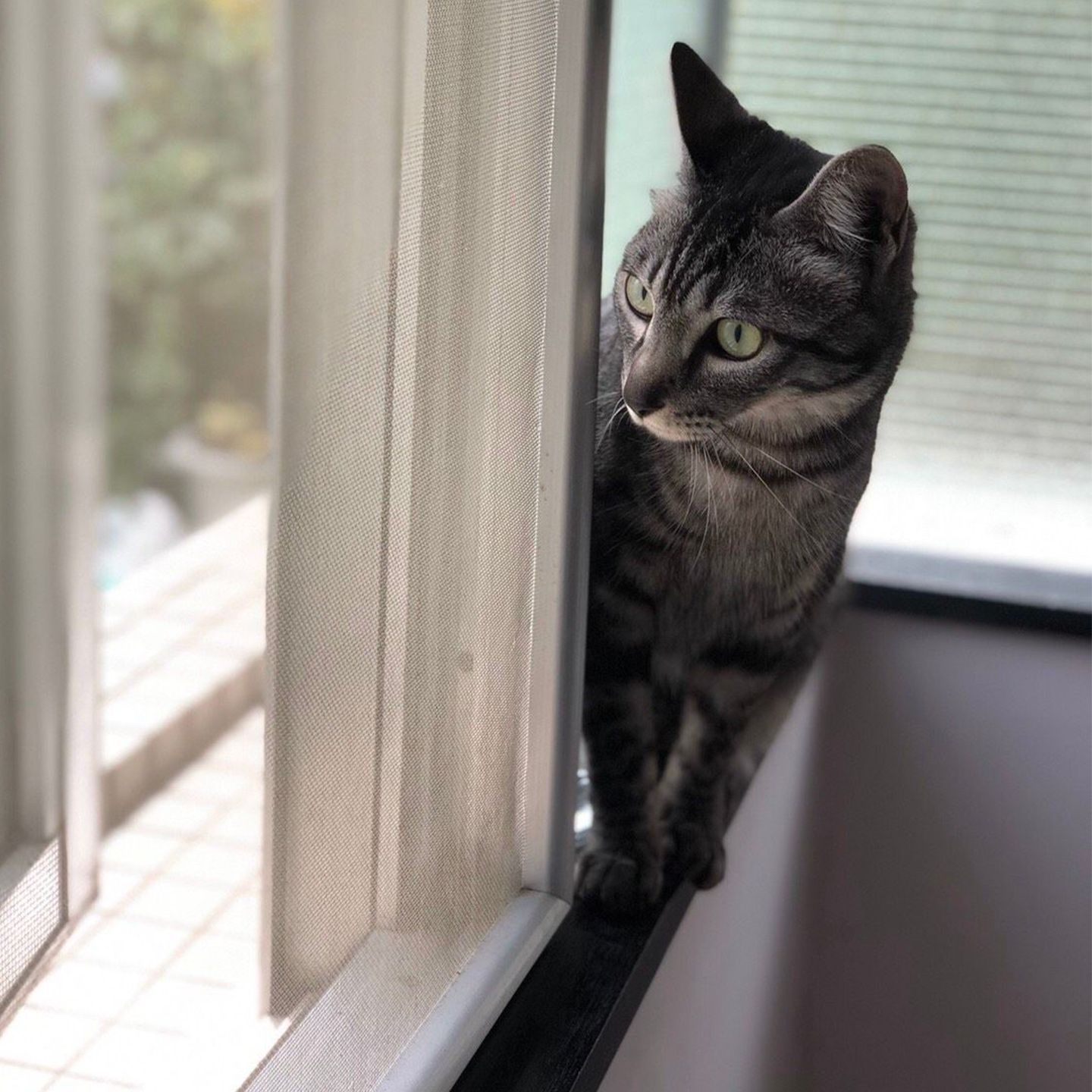 ペット_2,猫_2
