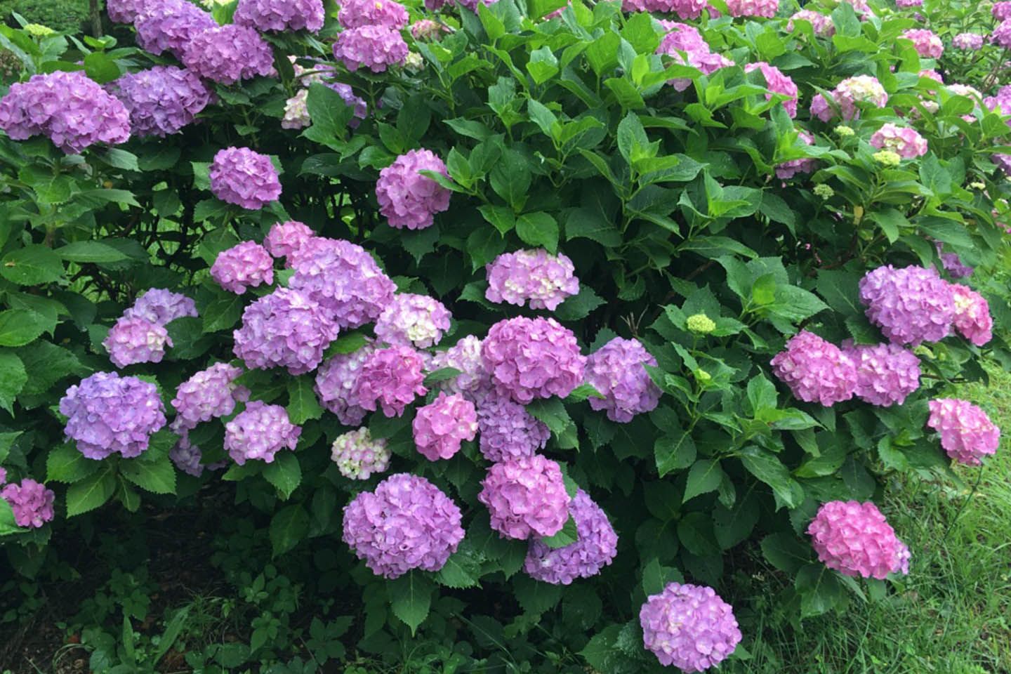花_1