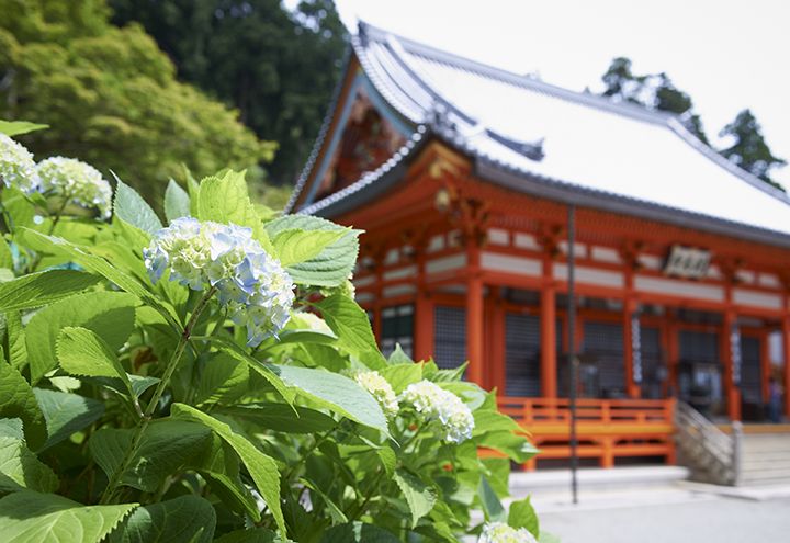 アジサイの種類の豊富さも見どころのひとつ