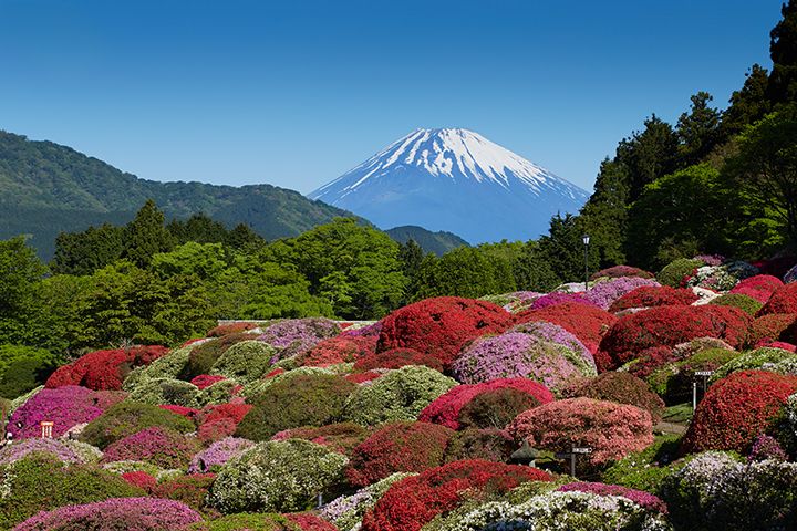 富士山に向かって駆け上がるように植えられたツツジはまるで絵画のよう
