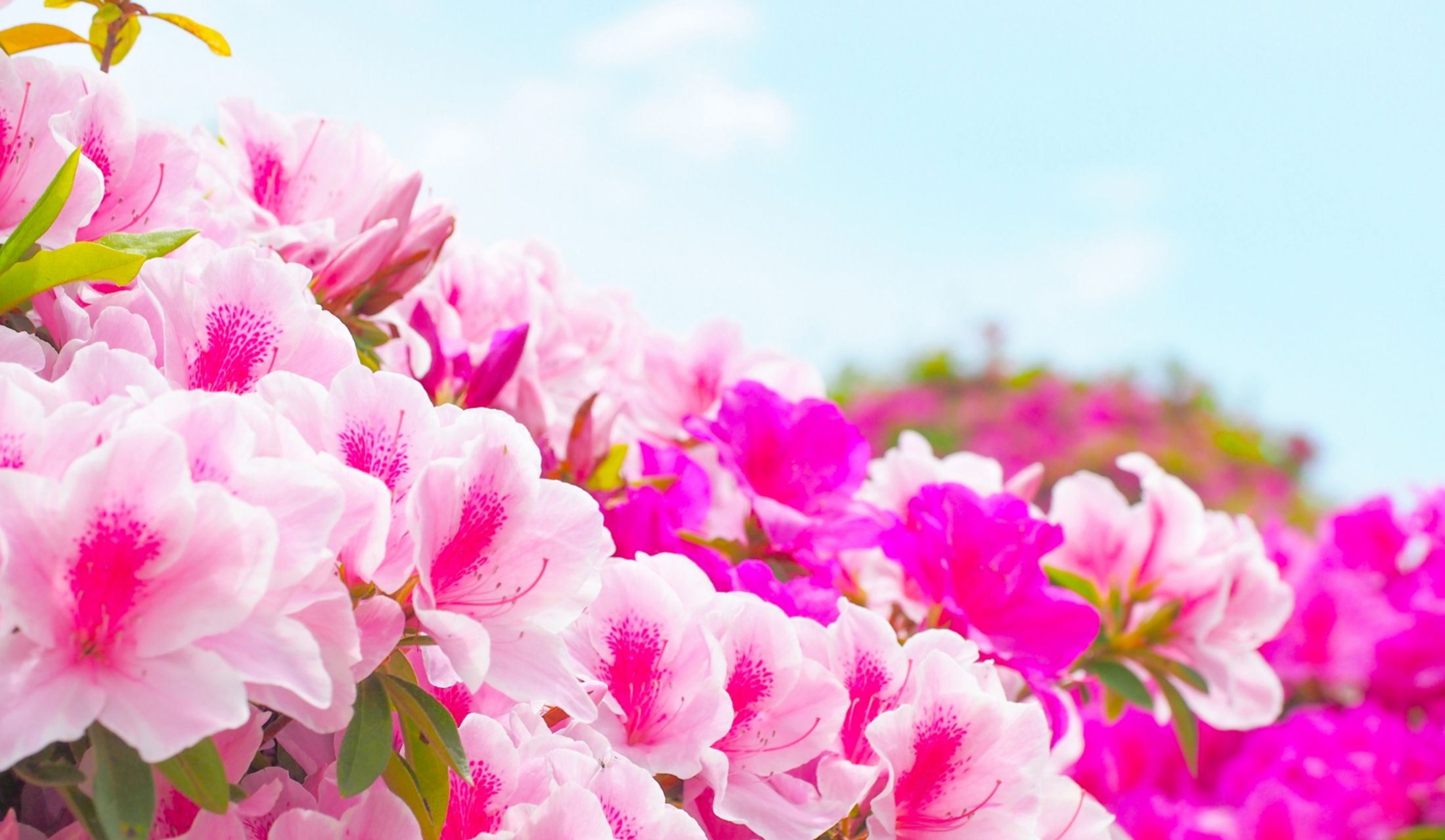 5月の躑躅(つつじ)、大変美しく、お近くの名所での鑑賞を楽しみにされている方も多いのでは?