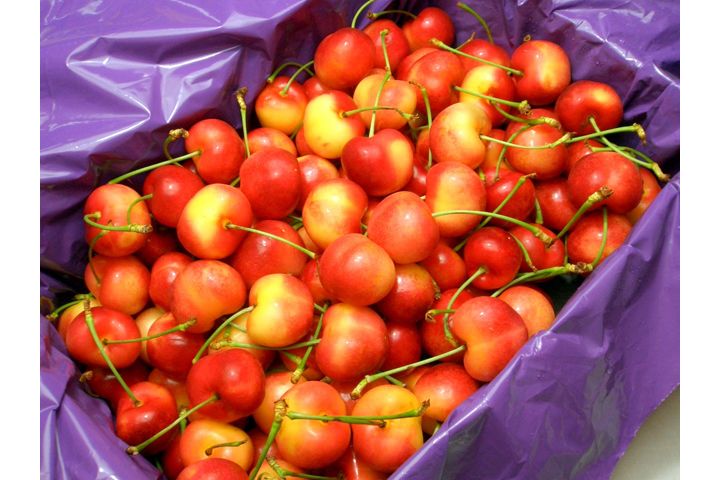 「ワシントン州産 特選レーニアチェリー[４kg入り化粧箱]」（大和の匠・アメリカ）