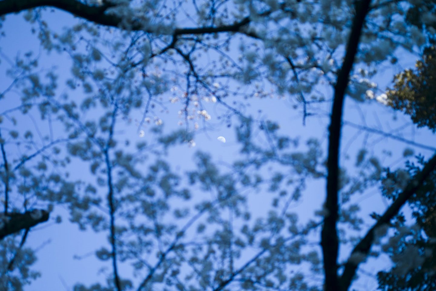 展覧会_2,stayathome_2,花_2