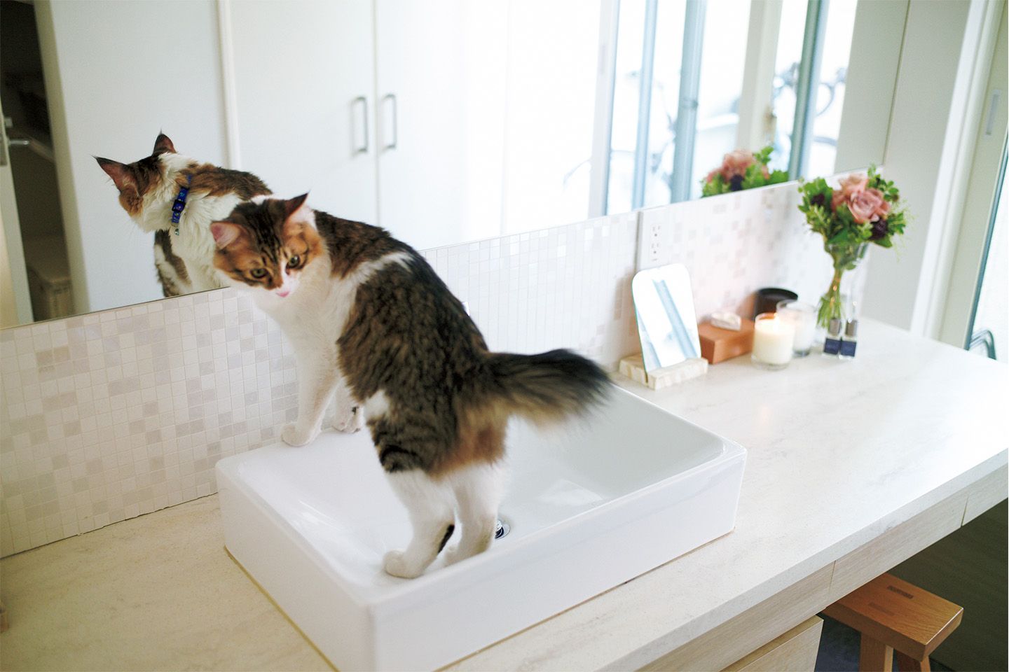 IE Precious_7,猫_6